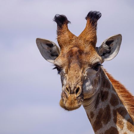 Nkomazi Game Reserve By Newmark Бадплаас Екстериор снимка