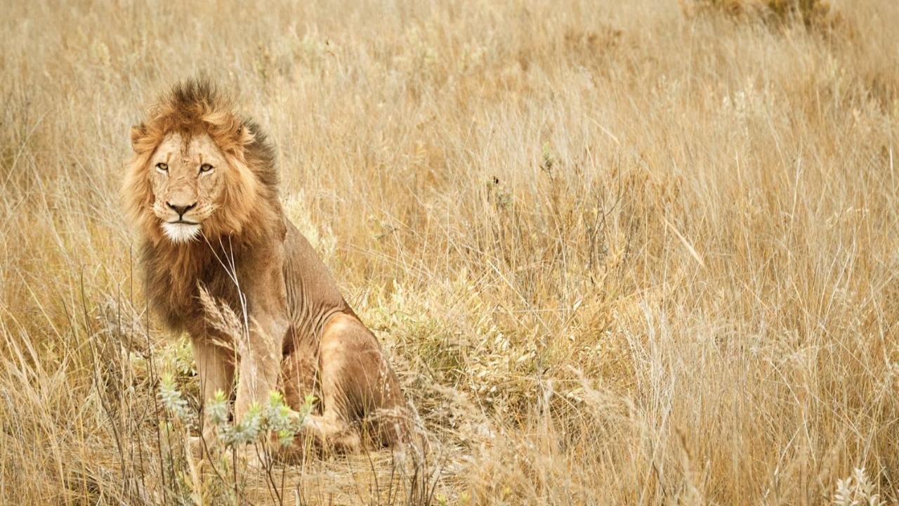 Nkomazi Game Reserve By Newmark Бадплаас Екстериор снимка