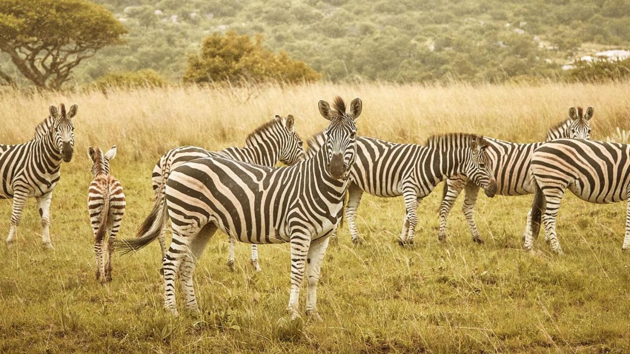Nkomazi Game Reserve By Newmark Бадплаас Екстериор снимка