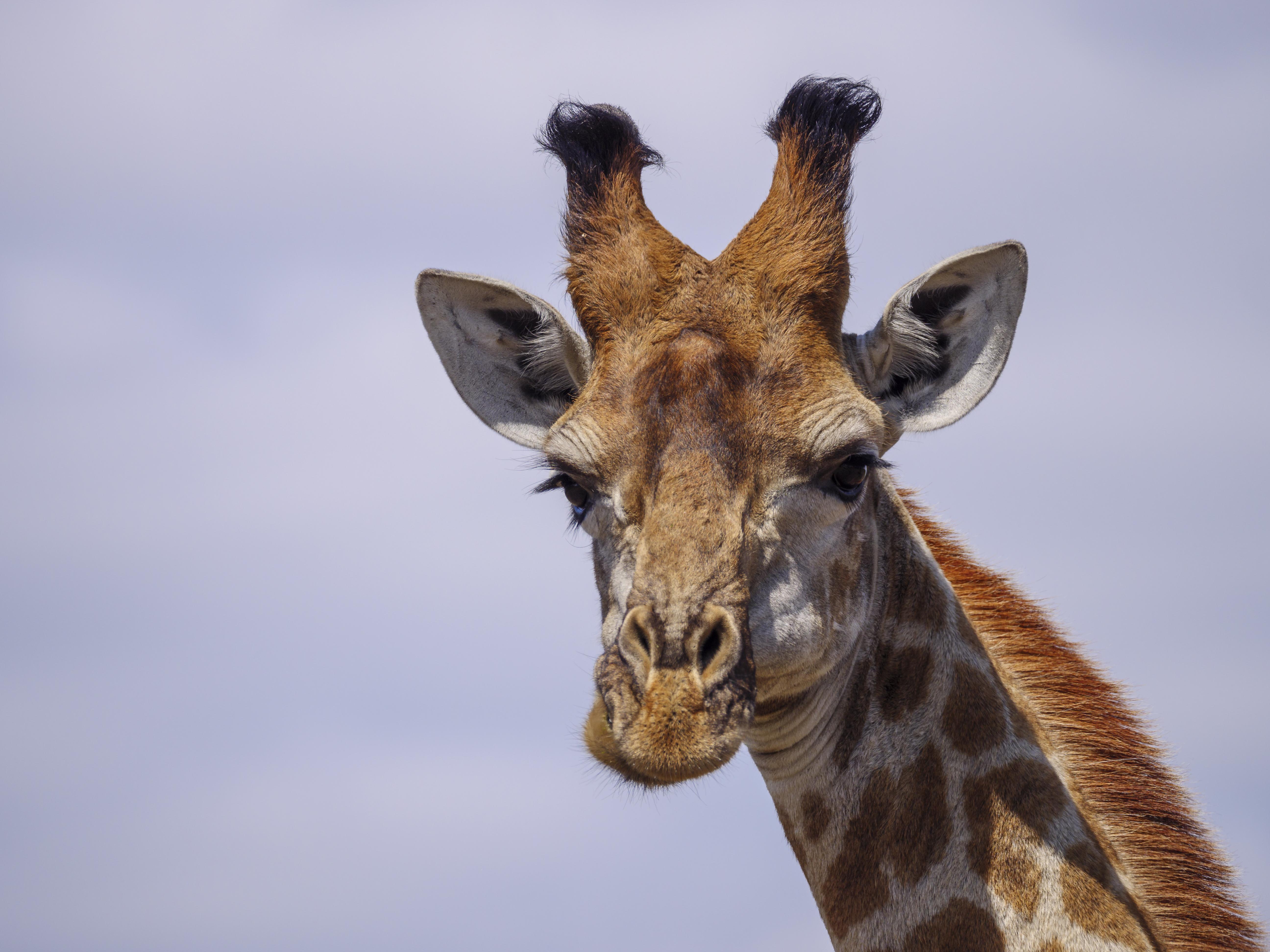 Nkomazi Game Reserve By Newmark Бадплаас Екстериор снимка