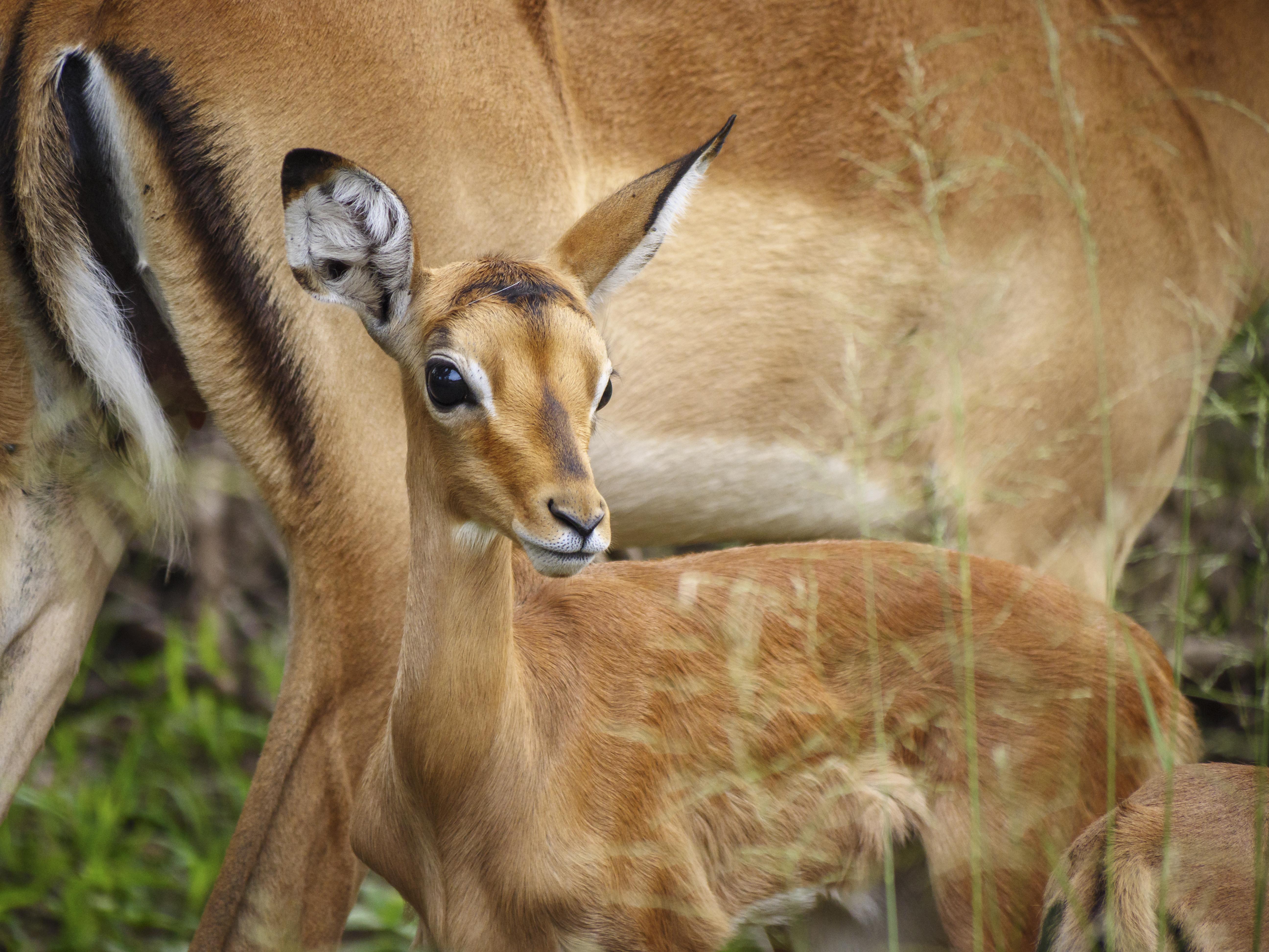 Nkomazi Game Reserve By Newmark Бадплаас Екстериор снимка