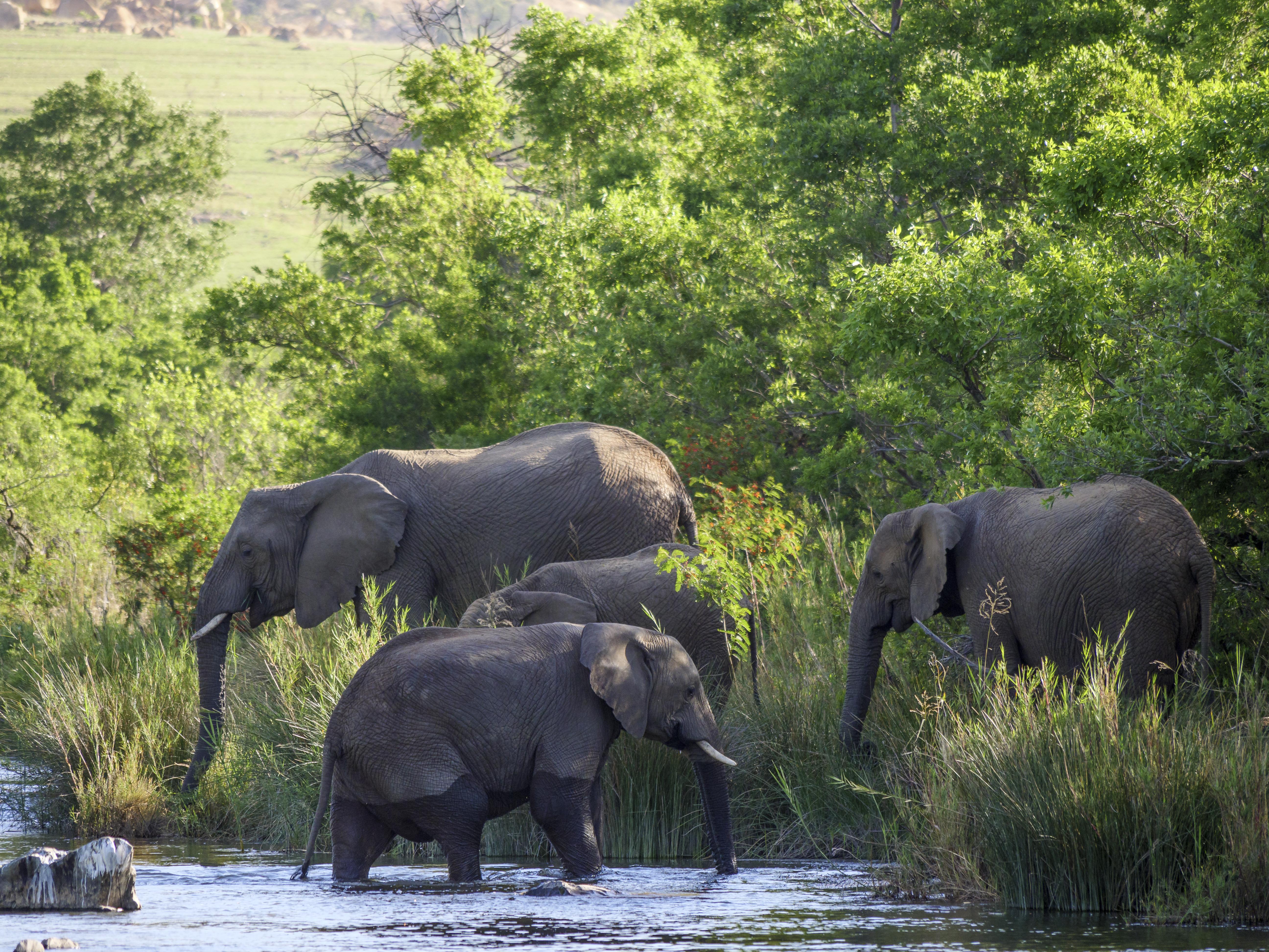 Nkomazi Game Reserve By Newmark Бадплаас Екстериор снимка