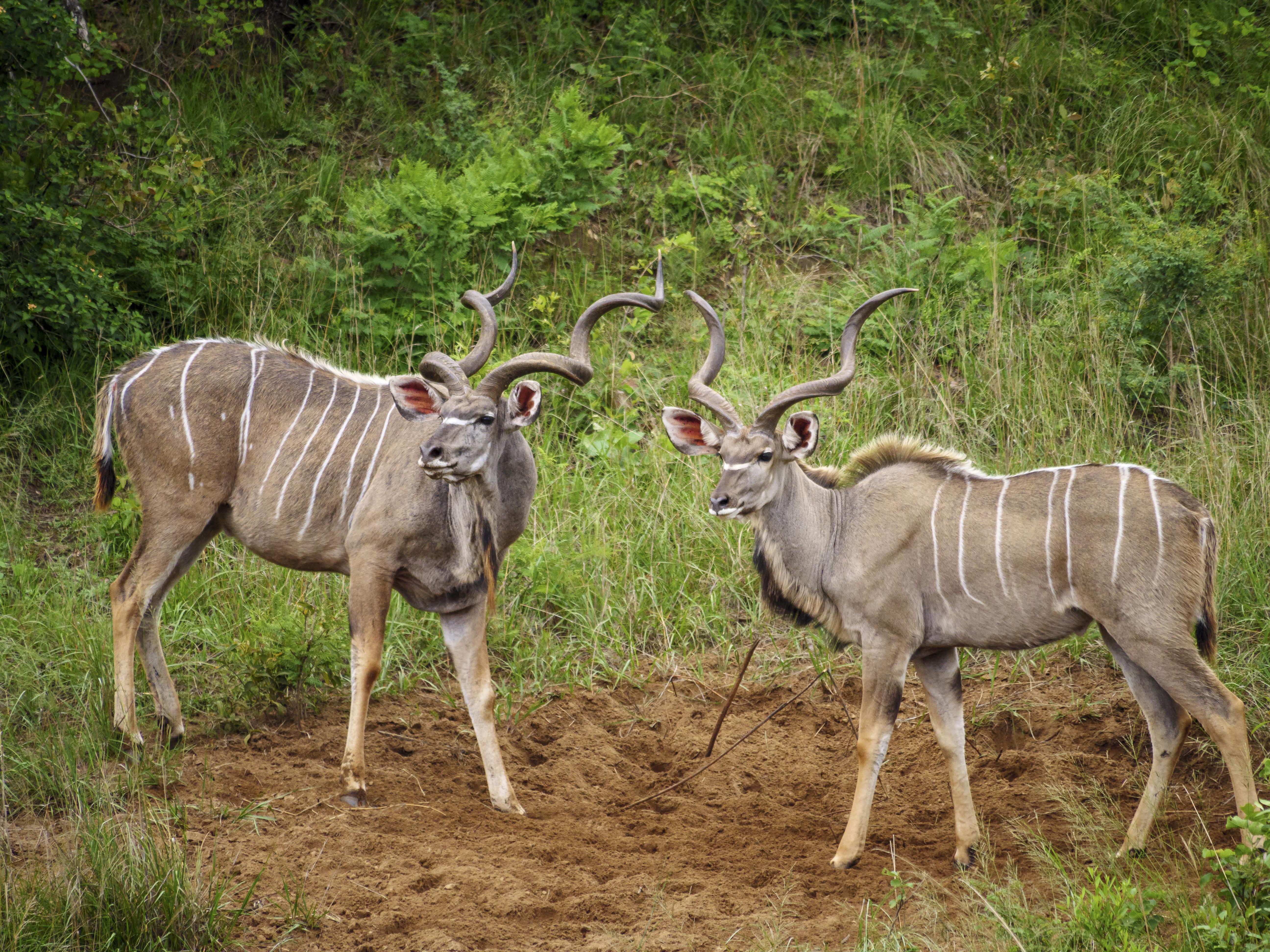 Nkomazi Game Reserve By Newmark Бадплаас Екстериор снимка